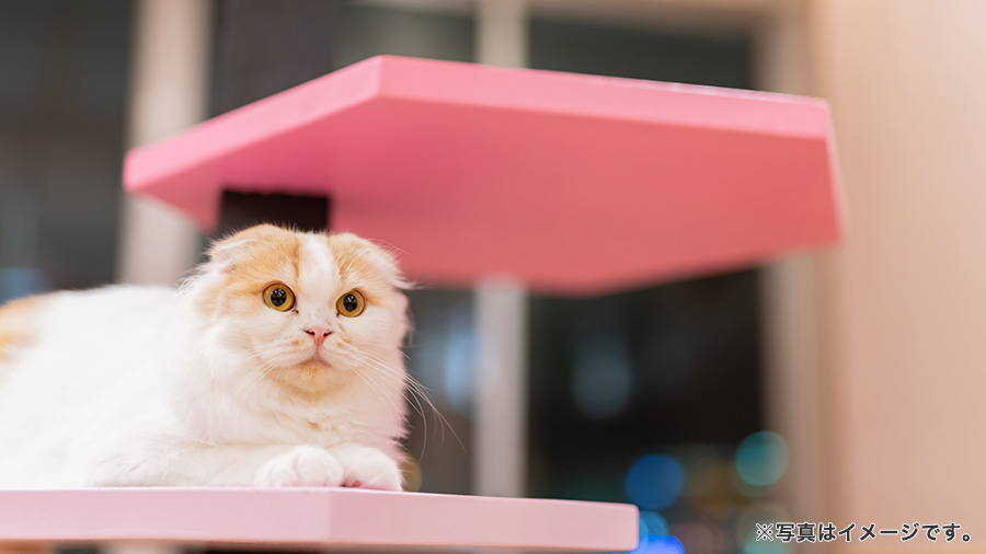 キャットタワーと猫